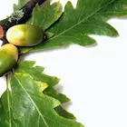 Chinkapin Oak Tree