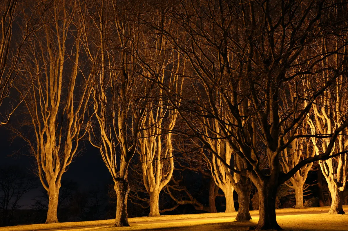 Silver Maple Tree