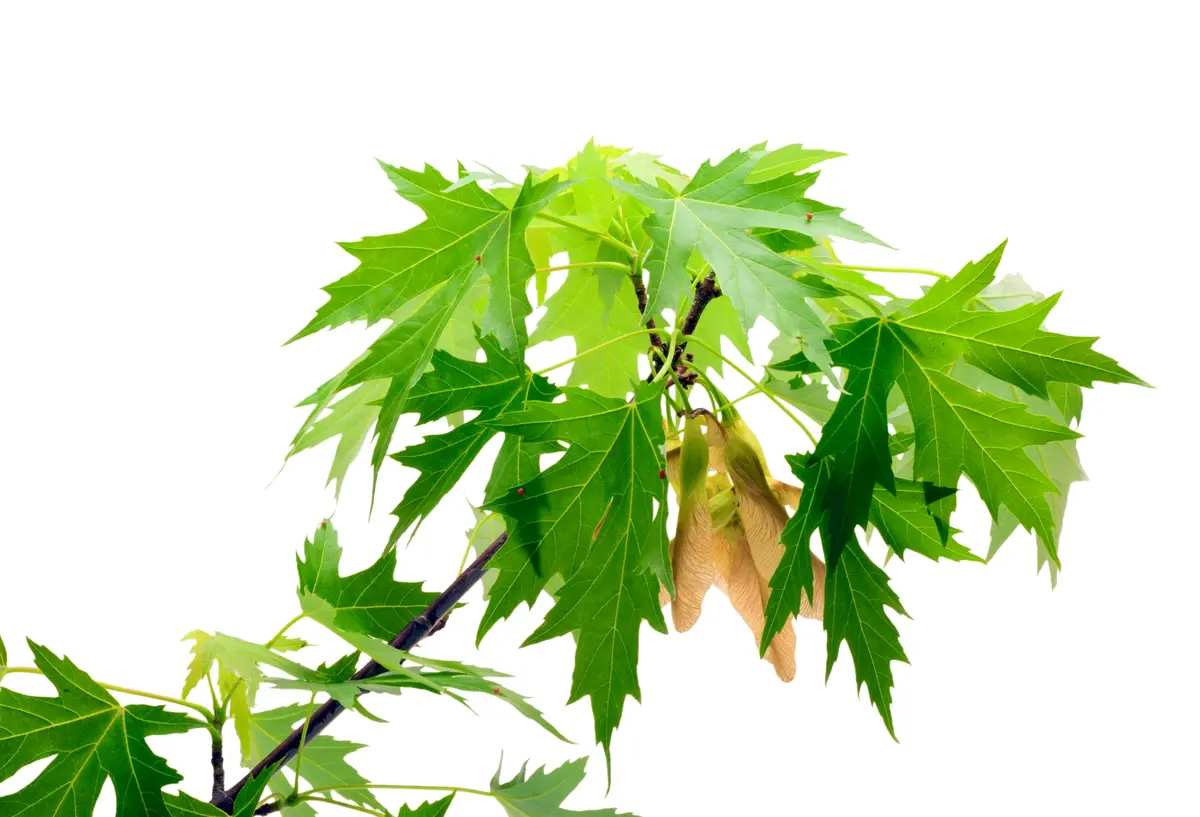 Silver Maple Tree