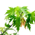 Silver Maple Tree
