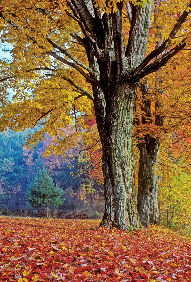 Southern Sugar Maple Tree
