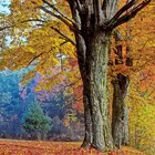 Southern Sugar Maple Tree