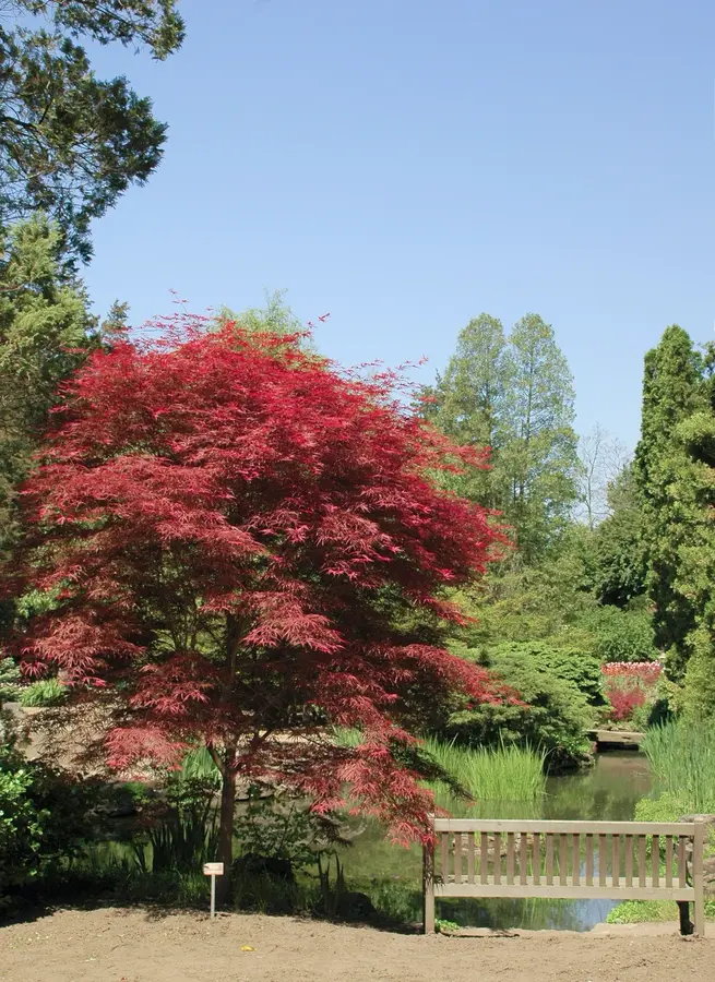 Japanese Maple Tree