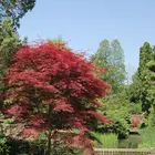 Japanese Maple Tree