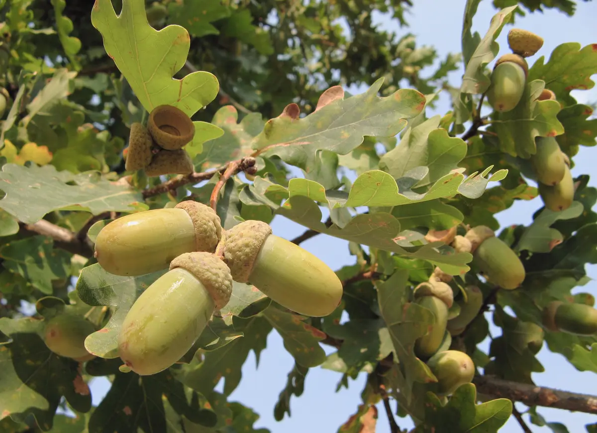 Swamp Chestnut Oak Tree