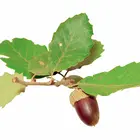 Cherrybark Oak Tree
