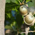 Shumard Oak Tree
