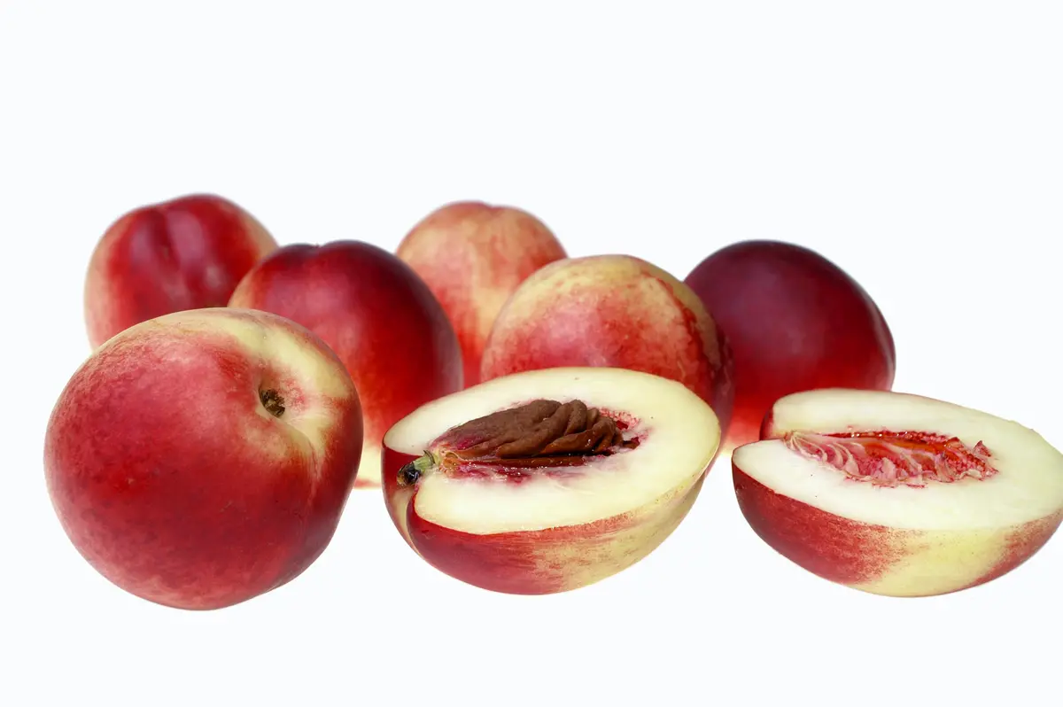 Goldmine Nectarine Tree Goldmine Nectarine Tree
