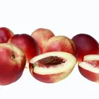 Goldmine Nectarine Tree