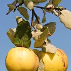 Orange Quince