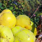 Jumbo Quince
