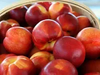 Goldmine Nectarine Tree