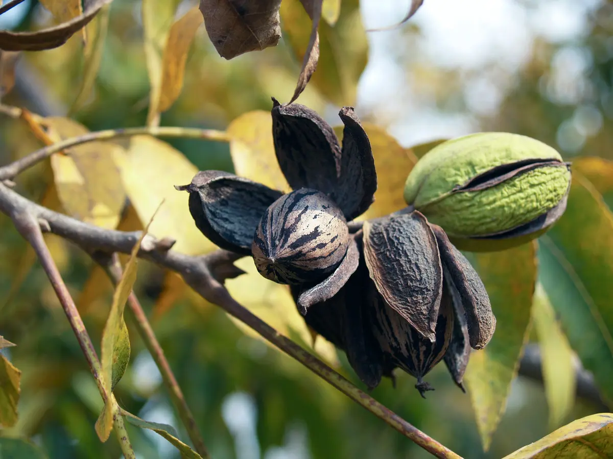 Pecan (Native Hardy Seedling) Pecan (Native Hardy Seedling)
