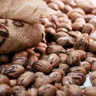 Pecan (Native Hardy Seedling)