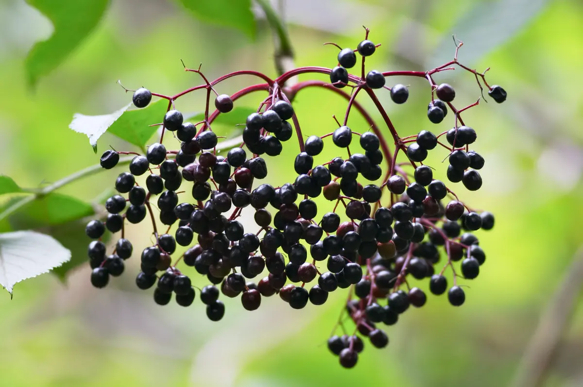 American Elderberry
