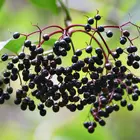 American Elderberry