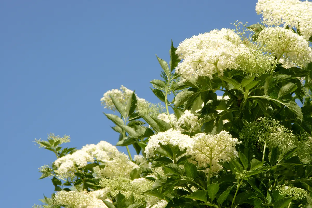 American Elderberry
