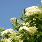 American Elderberry