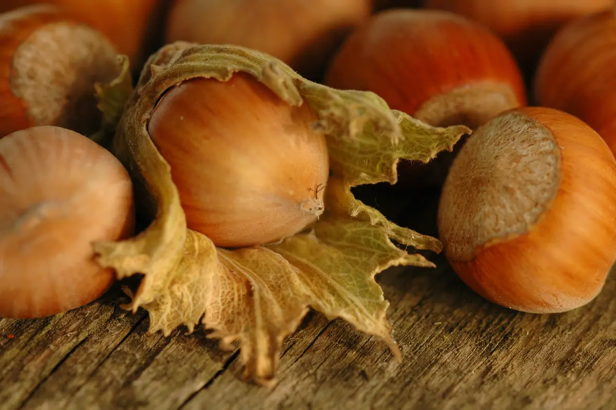 Beaked Hazelnut Beaked Hazelnut