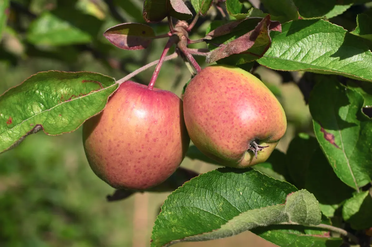 Apple Seedlings Apple Seedlings