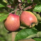 Apple Seedlings
