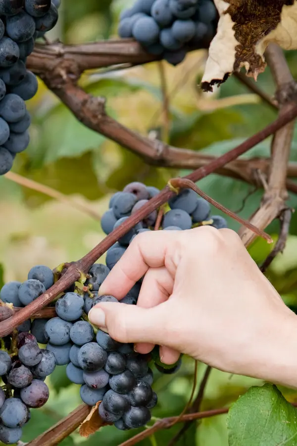 Eastern Concord Bunch Grape Vine