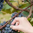 Eastern Concord Bunch Grape Vine