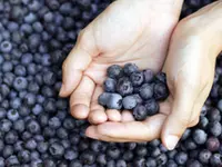 Delite Blueberry Plant