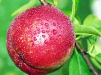 Ruby Grand Nectarine Tree