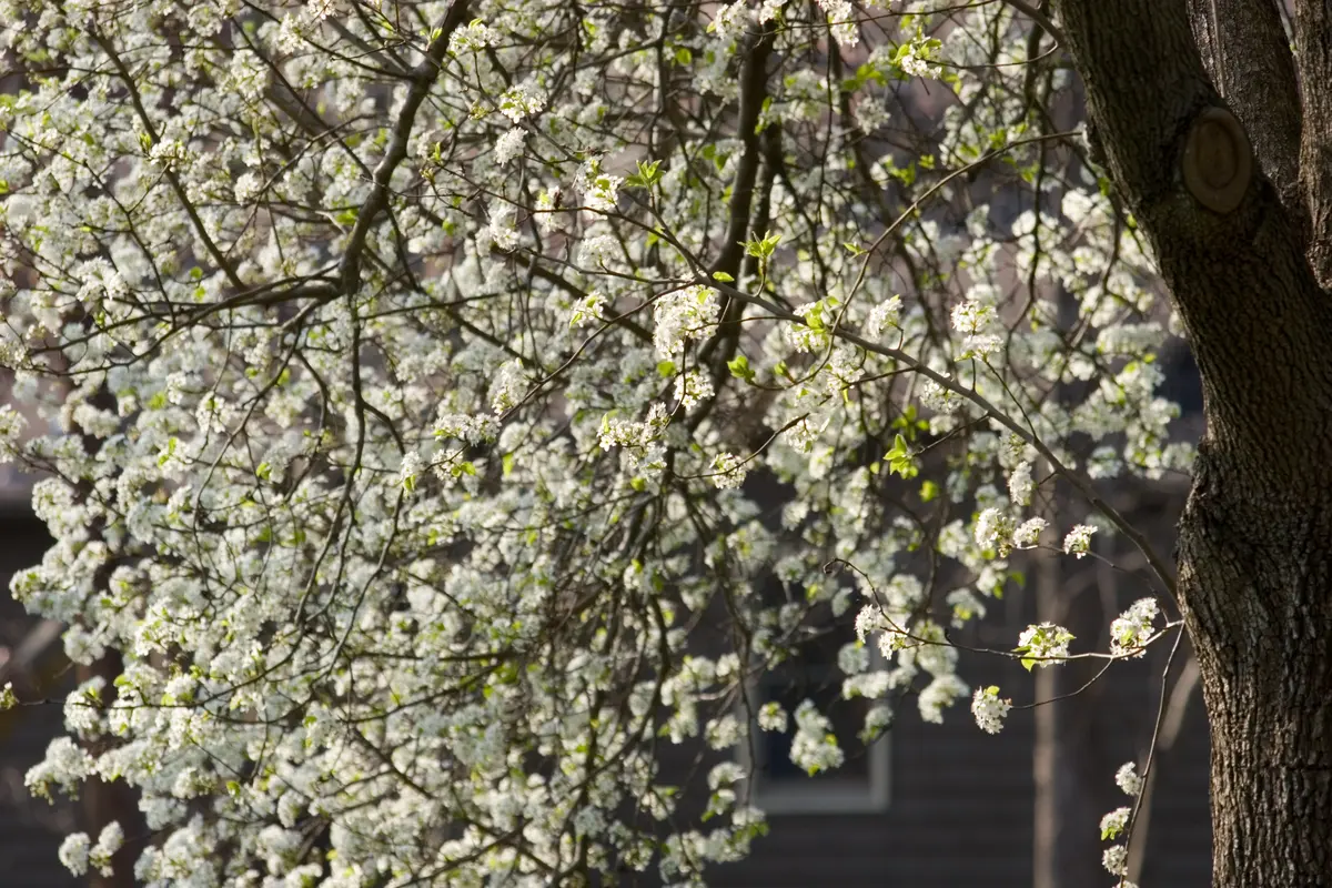 Bradford Flowering Pear Tree Bradford Flowering Pear Tree