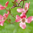 Cornus florida 'Indian Chief' Red Dogwood