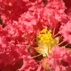 Tuscarora Crepe Myrtle