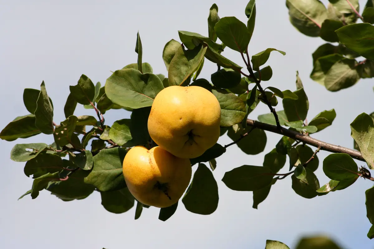Smyrna Quince Tree