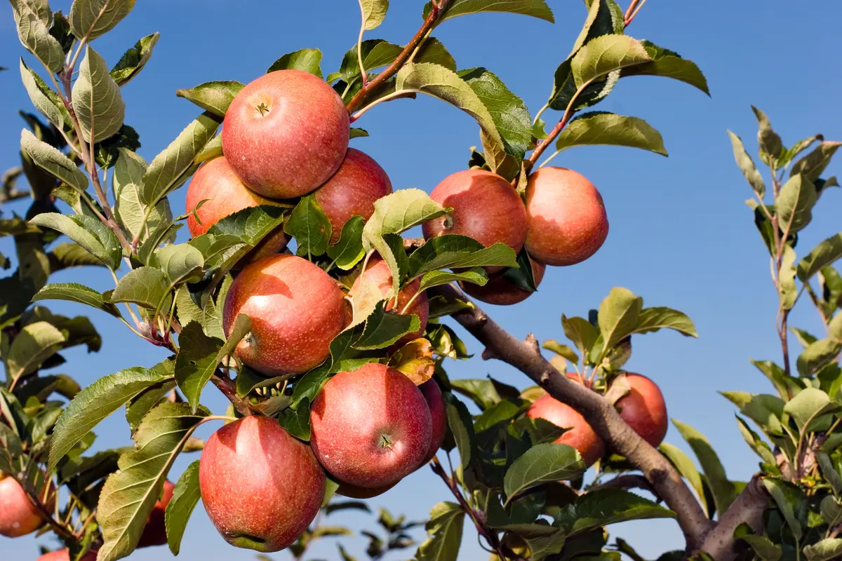 Fuji Apple Tree Fuji Apple Tree