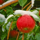 Red Rome Beauty Apple Tree