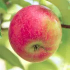 Anna Apple Tree