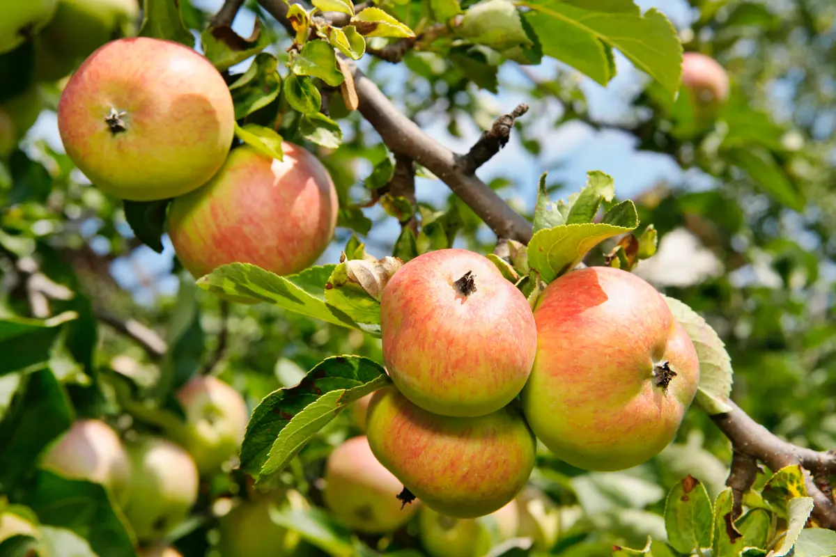 Anna Apple Tree