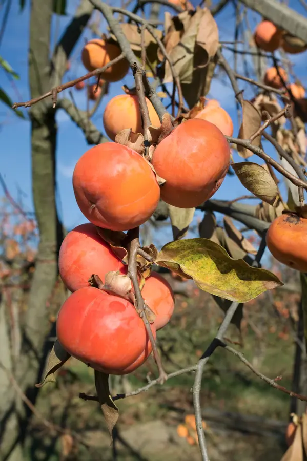 Giant Fuyu Persimmon Tree Giant Fuyu Persimmon Tree