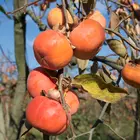 Giant Fuyu Persimmon Tree