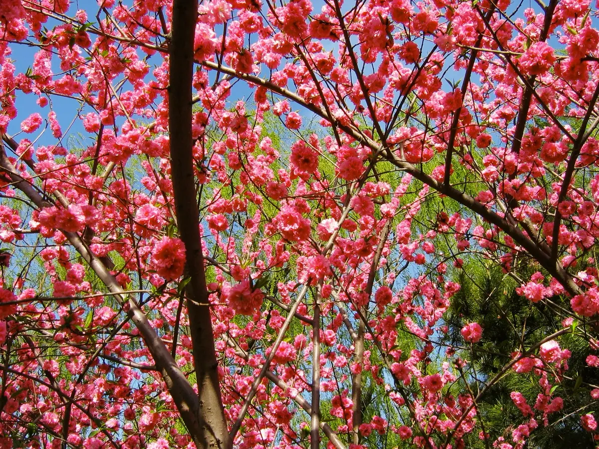 Double Red Flowering Peach Tree Double Red Flowering Peach Tree