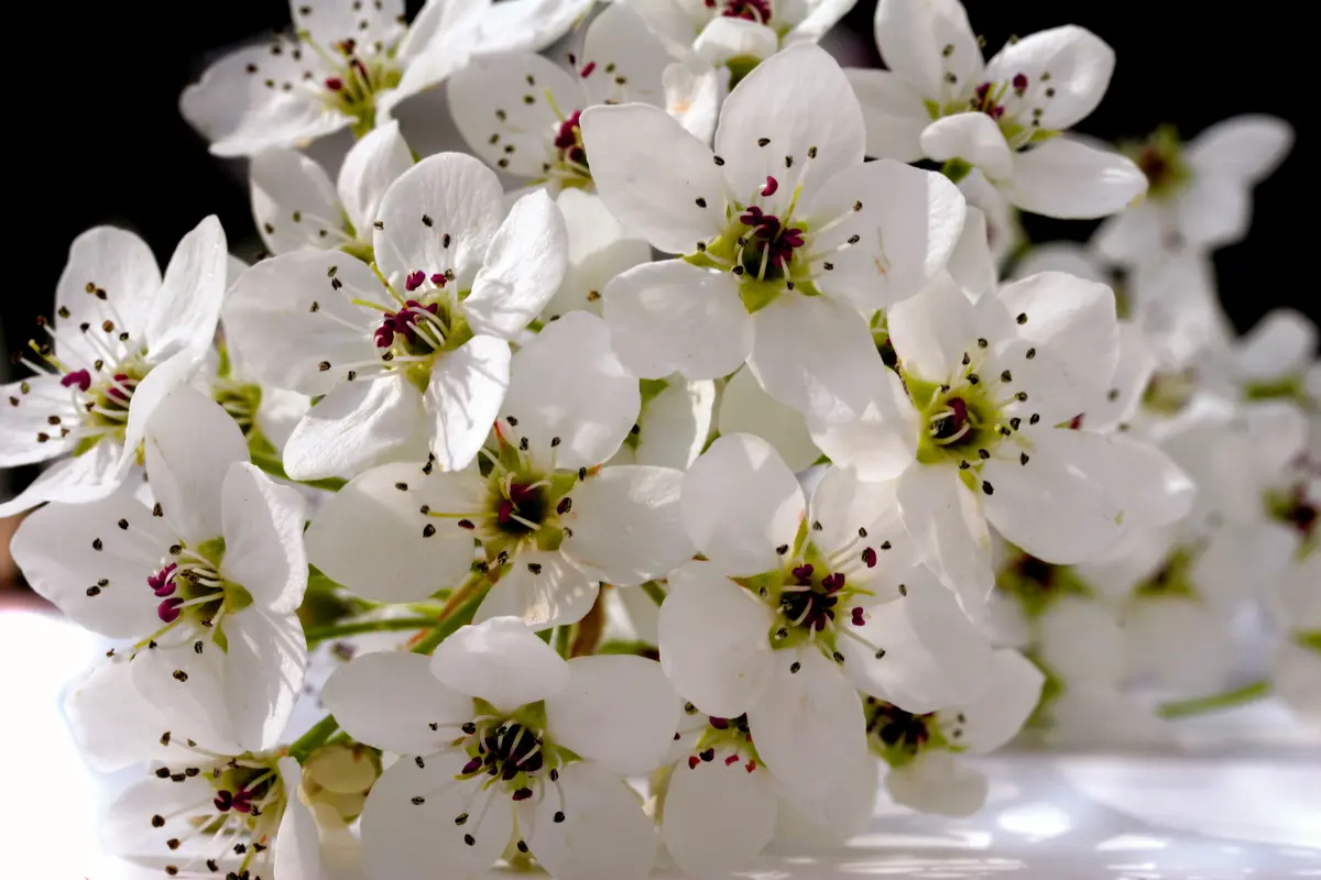 Bradford Flowering Pear Tree Bradford Flowering Pear Tree