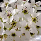 Bradford Flowering Pear Tree