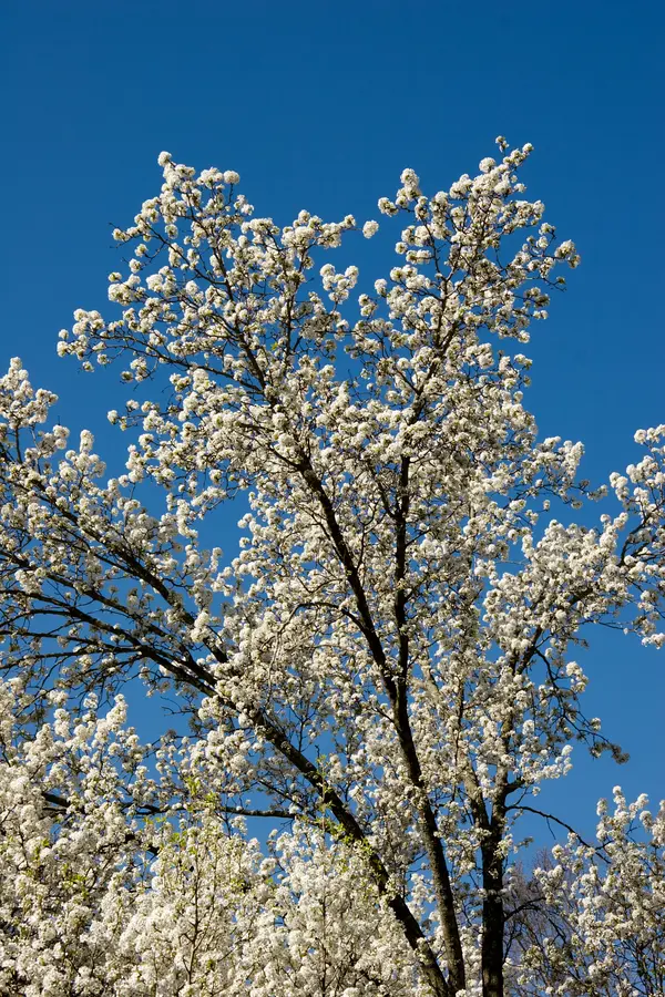 Bradford Flowering Pear Tree Bradford Flowering Pear Tree