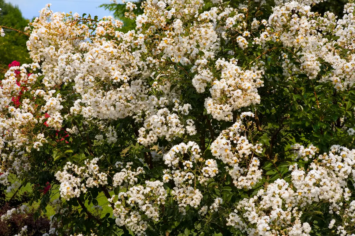 Natchez Crepe Myrtle Natchez Crepe Myrtle