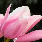 Saucer Magnolia