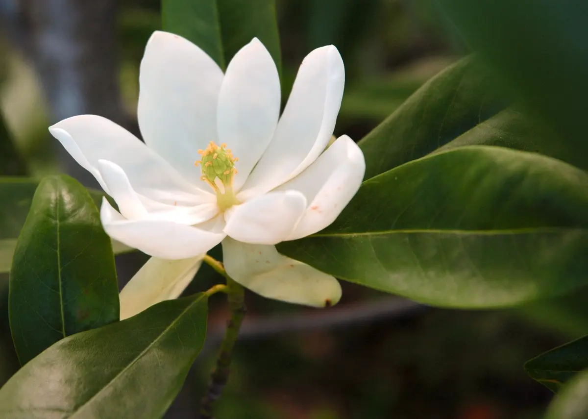 Magnolia virginiana 'Sweetbay'