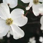 Cornus florida 'Weaver' White Dogwood