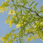Honey Locust