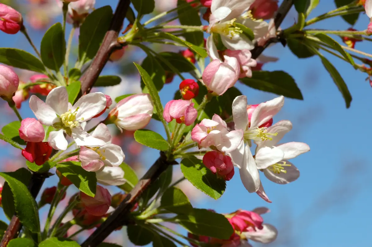 Snowdrift Flowering Crabapple Snowdrift Flowering Crabapple