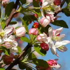 Snowdrift Flowering Crabapple